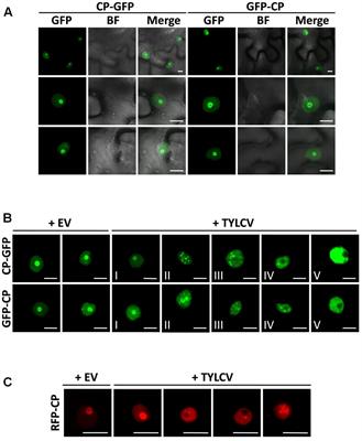 Dynamic Virus-Dependent Subnuclear Localization of the Capsid Protein from a Geminivirus